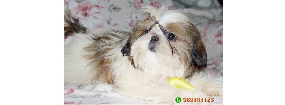 shih tzu filhote preço